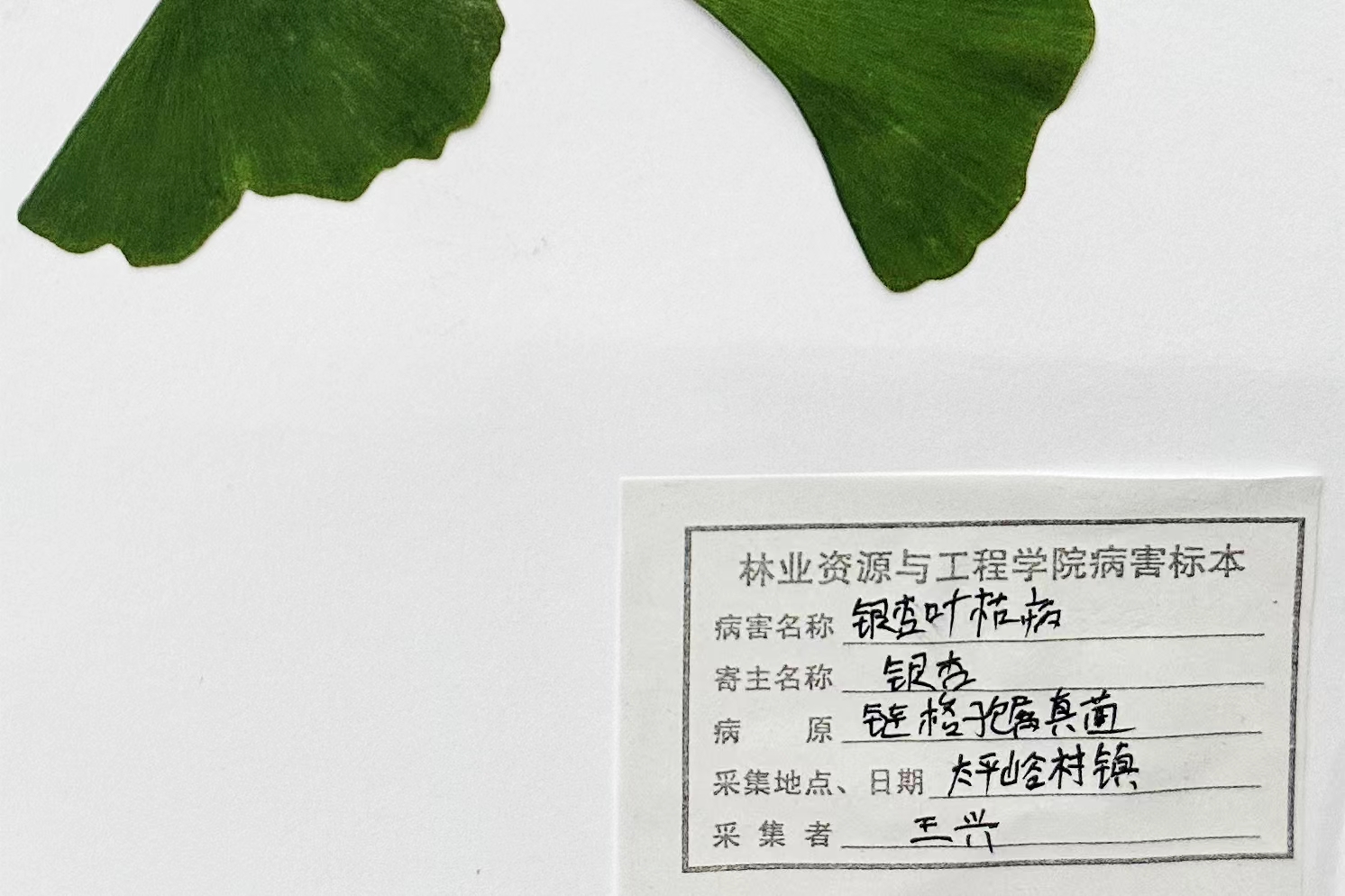 植物病理学实习